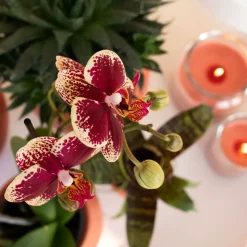 LA GREEN TOUCH - Orchidée orange et succulent miranda avec pots céramiques 35cm - plante d'intérieur