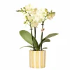 LA GREEN TOUCH - Orchidée phalaenopsis jaune et son pot rayé jaune - hauteur 35cm