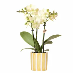 LA GREEN TOUCH - Orchidée phalaenopsis jaune et son pot rayé jaune - hauteur 35cm