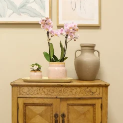 LA GREEN TOUCH - Orchidée phalaenopsis rose et crassula avec plateau en bambou 35cm - plante d'intérieur