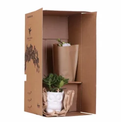 LA GREEN TOUCH - Orchidée phalaenopsis rose et crassula avec plateau en bambou 35cm - plante d'intérieur