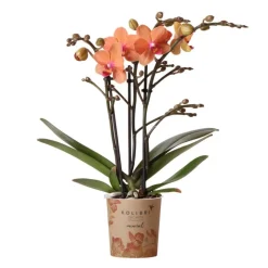 LA GREEN TOUCH - Orchidée phalaenopsis orange - ø9cm - plante d'intérieur fleurie 35cm - plante d'intérieur