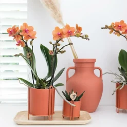 LA GREEN TOUCH - Orchidée phalaenopsis orange - ø9cm - plante d'intérieur fleurie 35cm - plante d'intérieur