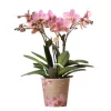 LA GREEN TOUCH - Orchidée phalaenopsis rose - jewel treviso - plante d'intérieur 45cm - plante d'intérieur