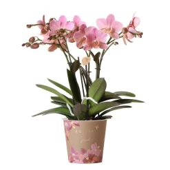 LA GREEN TOUCH - Orchidée phalaenopsis rose - jewel treviso - plante d'intérieur 45cm - plante d'intérieur