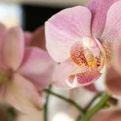 LA GREEN TOUCH - Orchidée phalaenopsis rose - jewel treviso - plante d'intérieur 45cm - plante d'intérieur