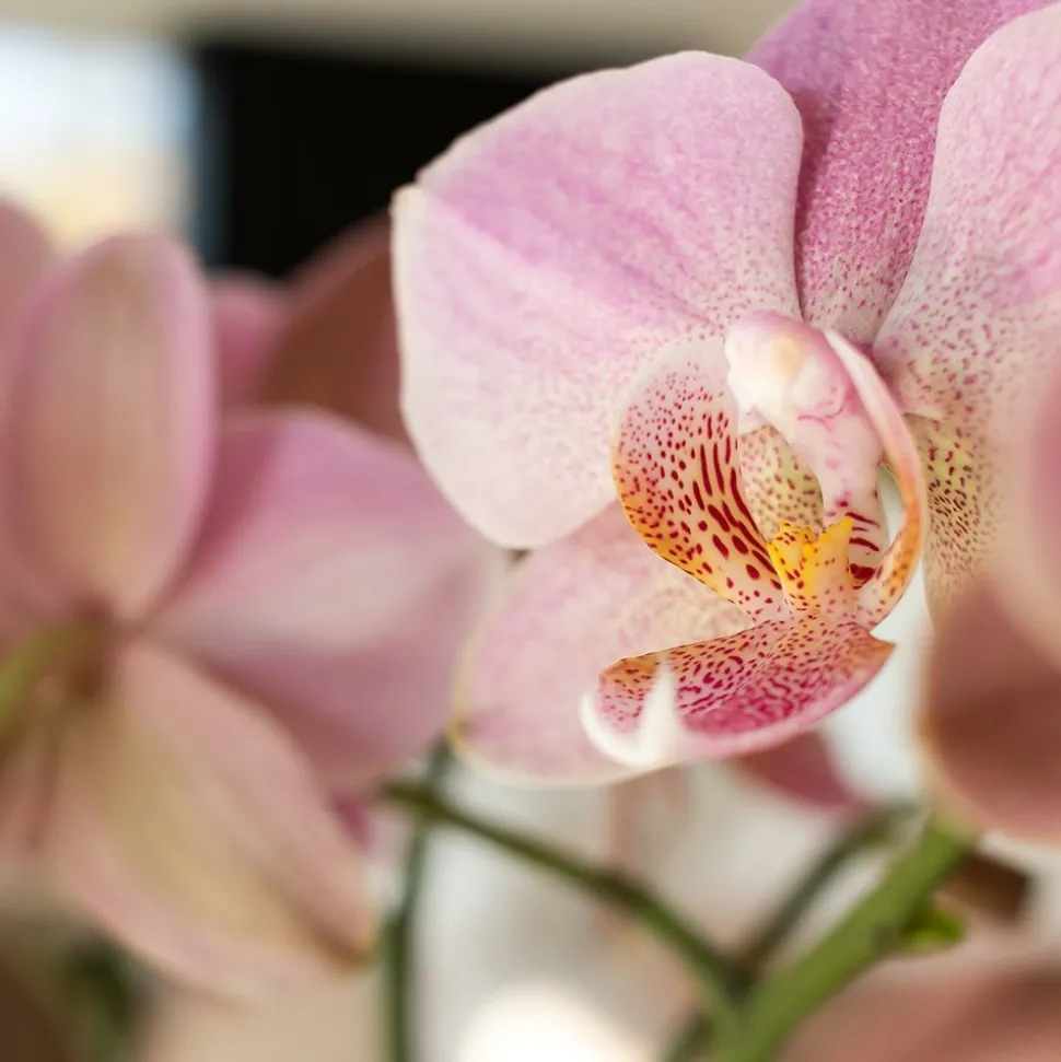 LA GREEN TOUCH - Orchidée phalaenopsis rose - jewel treviso - plante d'intérieur 45cm - plante d'intérieur