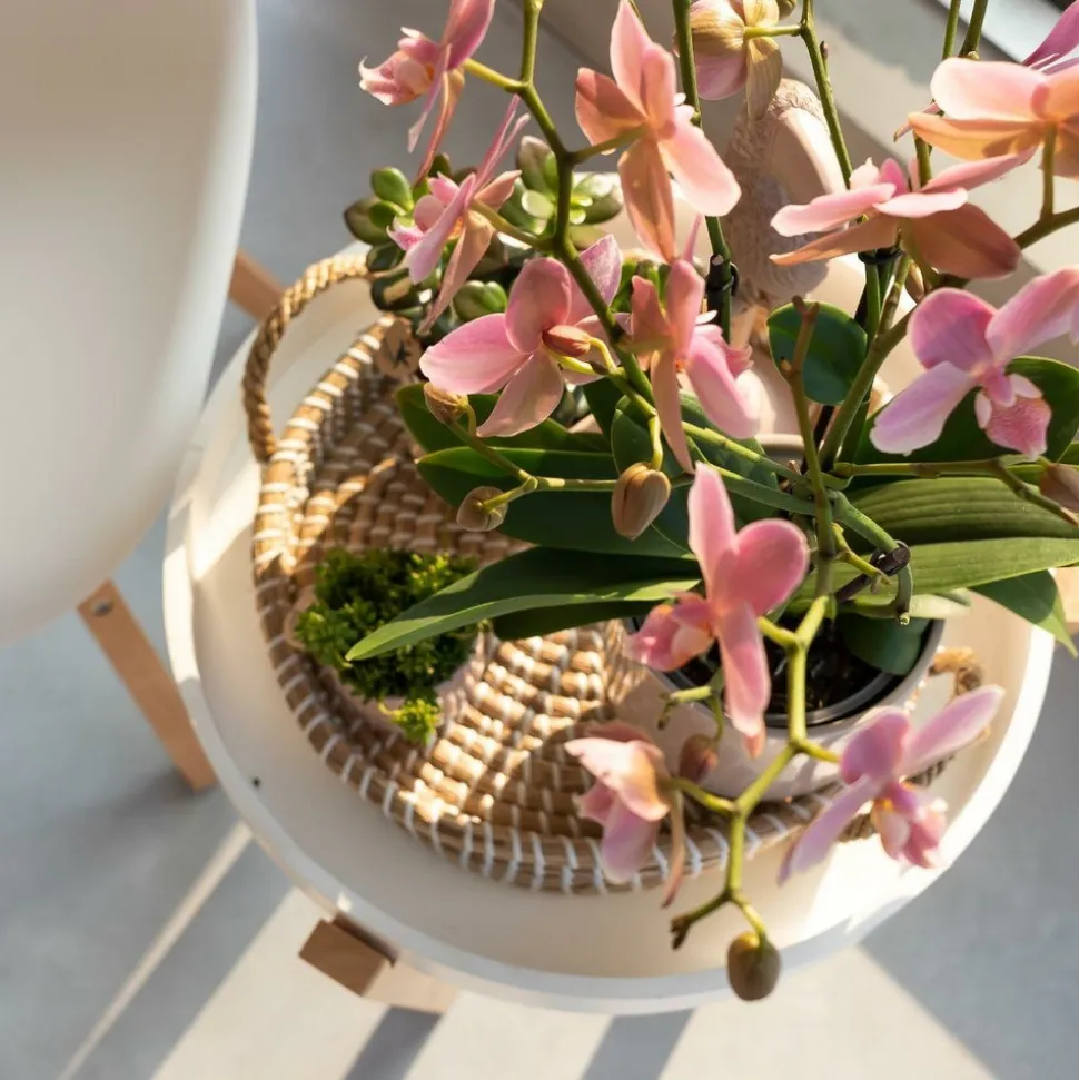 LA GREEN TOUCH - Orchidée phalaenopsis rose - jewel treviso - plante d'intérieur 45cm - plante d'intérieur