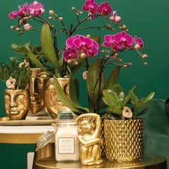 LA GREEN TOUCH - Orchidée pourpre et son cache-pot couleur or - plante d'intérieur fleurie 35cm - plante d'intérieur
