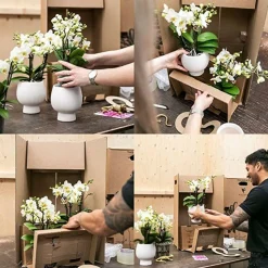 LA GREEN TOUCH - Orchidée pourpre et son cache-pot couleur or - plante d'intérieur fleurie 35cm - plante d'intérieur