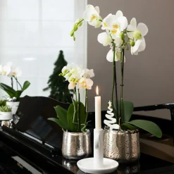 LA GREEN TOUCH - Orchidée phalaenopsis blanche en pot argenté amabilis 35cm - plante d'intérieur