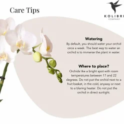 LA GREEN TOUCH - Orchidée phalaenopsis blanche en pot argenté amabilis 35cm - plante d'intérieur