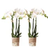 LA GREEN TOUCH - Orchidée phalaenopsis blanche - lot de 2 35cm - plante d'intérieur