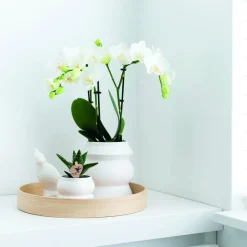 LA GREEN TOUCH - Orchidée phalaenopsis blanche - lot de 2 35cm - plante d'intérieur