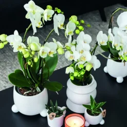 LA GREEN TOUCH - Orchidée phalaenopsis blanche - lot de 2 35cm - plante d'intérieur