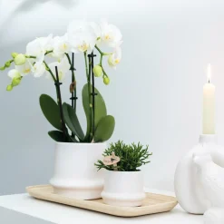 LA GREEN TOUCH - Orchidée phalaenopsis blanche - lot de 2 35cm - plante d'intérieur