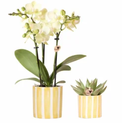 LA GREEN TOUCH - Orchidée phalaenopsis & echeveria en pot rayé decoratif