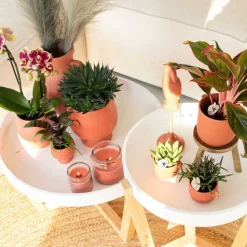 LA GREEN TOUCH - Orchidée phalaenopsis spain en pot terracotta scandic 35cm - plante d'intérieur