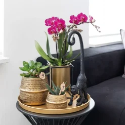 LA GREEN TOUCH - Orchidée phalaenopsis mauve - lot de 2 35cm - plante d'intérieur