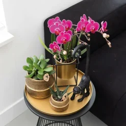 LA GREEN TOUCH - Orchidée phalaenopsis mauve - lot de 2 35cm - plante d'intérieur