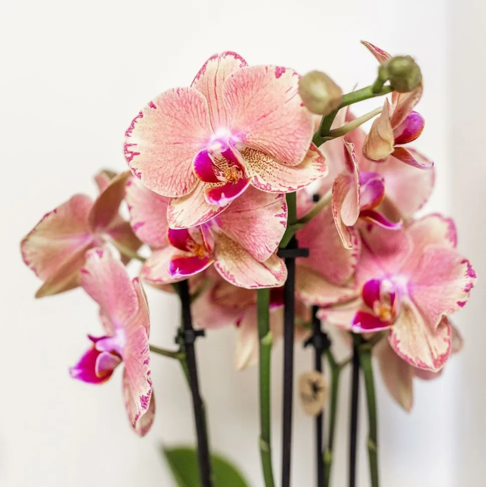 LA GREEN TOUCH - Orchidée phalaenopsis orange-rose jewel pirate picotee 45cm - plante d'intérieur