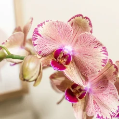 LA GREEN TOUCH - Orchidée phalaenopsis orange-rose jewel pirate picotee 45cm - plante d'intérieur