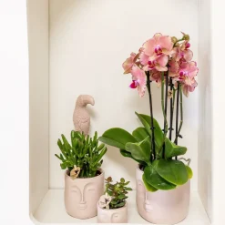 LA GREEN TOUCH - Orchidée phalaenopsis orange-rose jewel pirate picotee 45cm - plante d'intérieur