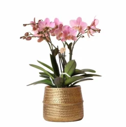 LA GREEN TOUCH - Orchidée rose trévise et son pot doré - hauteur 35cm