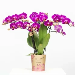 LA GREEN TOUCH - Orchidée violette et son cache-pot - h35cm, ø9cm 35cm - plante d'intérieur