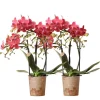 LA GREEN TOUCH - Orchidées colibri - combi deal de 2 orchidées phalaenopsis rouges - congo - pot 9cm