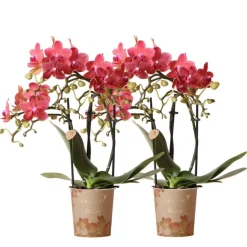 LA GREEN TOUCH - Orchidées colibri - combi deal de 2 orchidées phalaenopsis rouges - congo - pot 9cm