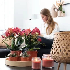 LA GREEN TOUCH - Orchidées colibri - combi deal de 2 orchidées phalaenopsis rouges - congo - pot 9cm