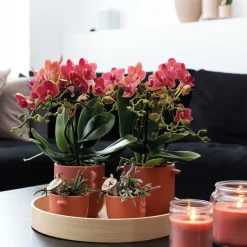 LA GREEN TOUCH - Orchidées colibri - combi deal de 2 orchidées phalaenopsis rouges - congo - pot 9cm