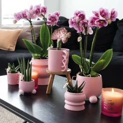 LA GREEN TOUCH - Orchidées phalaenopsis rose violet - lot de 2 35cm - plante d'intérieur