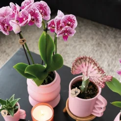 LA GREEN TOUCH - Orchidées phalaenopsis rose violet - lot de 2 35cm - plante d'intérieur