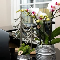 LA GREEN TOUCH - Orchidées colibris - orchidée phalaenopsis blanche - gibraltar minéral - taille du pot 9cm