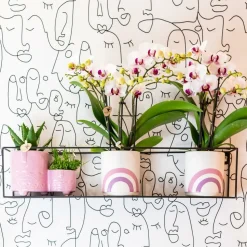 LA GREEN TOUCH - Orchidées colibris - orchidée phalaenopsis blanche - gibraltar minéral - taille du pot 9cm