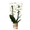 LA GREEN TOUCH - Orchidées colibri | orchidée phalaenopsis blanche - niagara fall - pot 9cm | plante d'intérieur en fleurs - fraîche du producteur