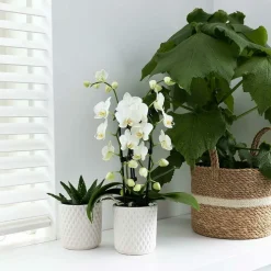 LA GREEN TOUCH - Orchidées colibri | orchidée phalaenopsis blanche - niagara fall - pot 9cm | plante d'intérieur en fleurs - fraîche du producteur