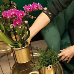 LA GREEN TOUCH - Orchidées kolibri - mélange de boîte surprise - avec 4 orchidées différentes