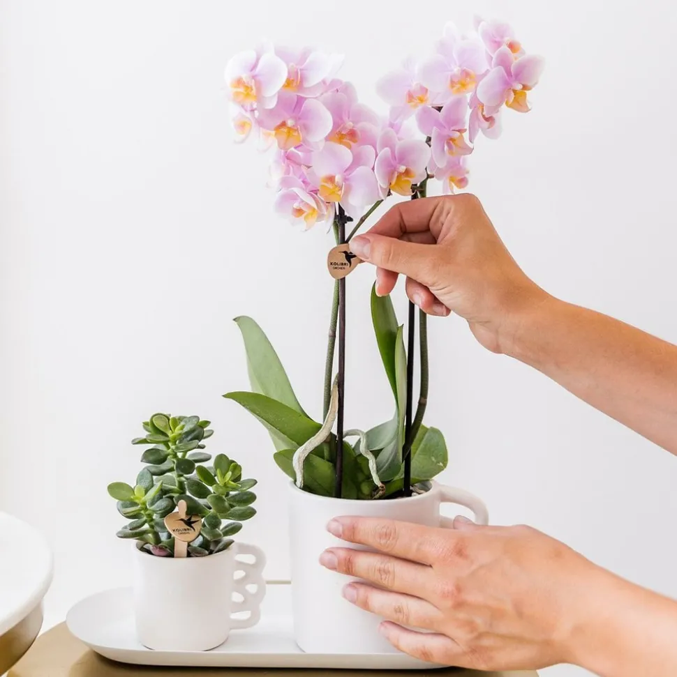LA GREEN TOUCH - Orchidées kolibri - mélange de boîte surprise - avec 4 orchidées différentes
