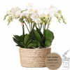 LA GREEN TOUCH - Orchidées blanches en panier d'osier avec réservoir d'eau