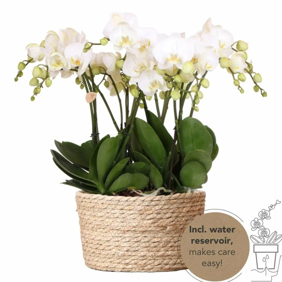 LA GREEN TOUCH - Orchidées blanches en panier d'osier avec réservoir d'eau