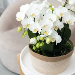 LA GREEN TOUCH - Orchidées blanches en panier d'osier avec réservoir d'eau