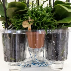LA GREEN TOUCH - Orchidées blanches en panier d'osier avec réservoir d'eau