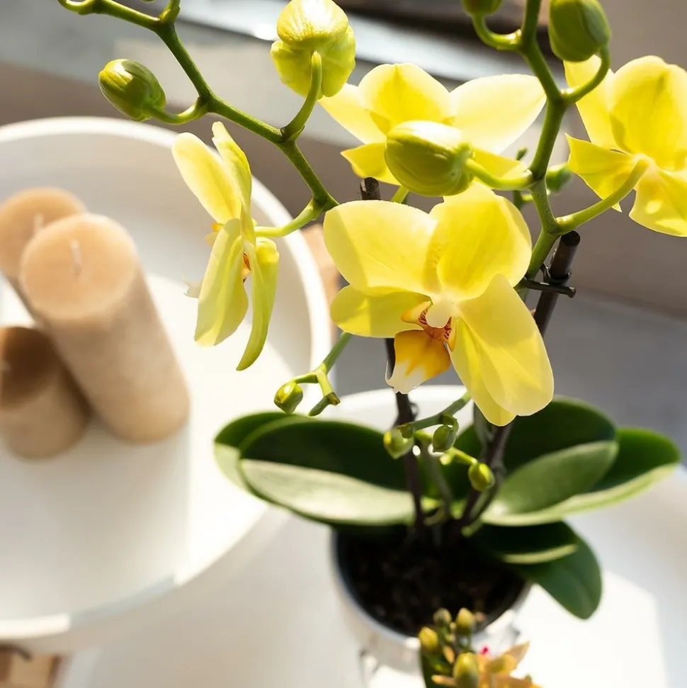 LA GREEN TOUCH - Orchidées colibris - orchidée phalaenopsis jaune - voltera - taille du pot 12cm