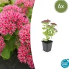 LA GREEN TOUCH - Orpin 'herbstfreude' x6 – entre 0,38 et 0,5m2