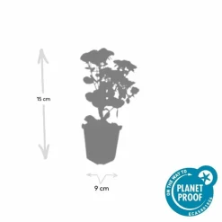 LA GREEN TOUCH - Orpin 'herbstfreude' x6 – entre 0,38 et 0,5m2