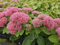 LA GREEN TOUCH - Orpin 'herbstfreude' x6 – entre 0,38 et 0,5m2