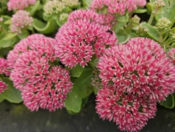 LA GREEN TOUCH - Orpin 'herbstfreude' x40 – entre 2,5 et 3,33m2